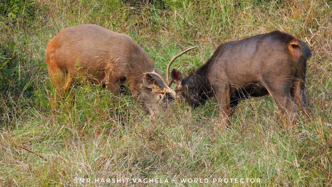 Male Sambar Deer in Sariska Tiger Reserve  Fight for Strength, Territory & Mating Rights 🦌 Dominance