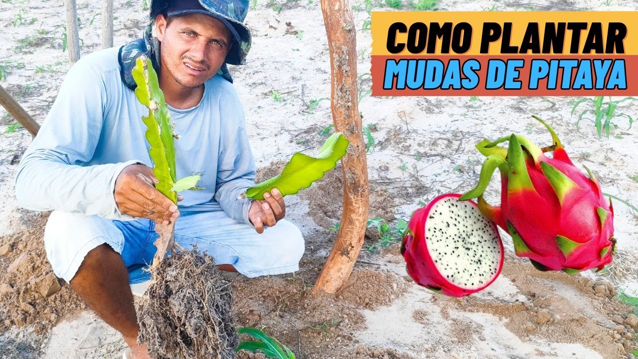 Plantando pitaya pela primeira vez no sítio | mostrando nossos codornas