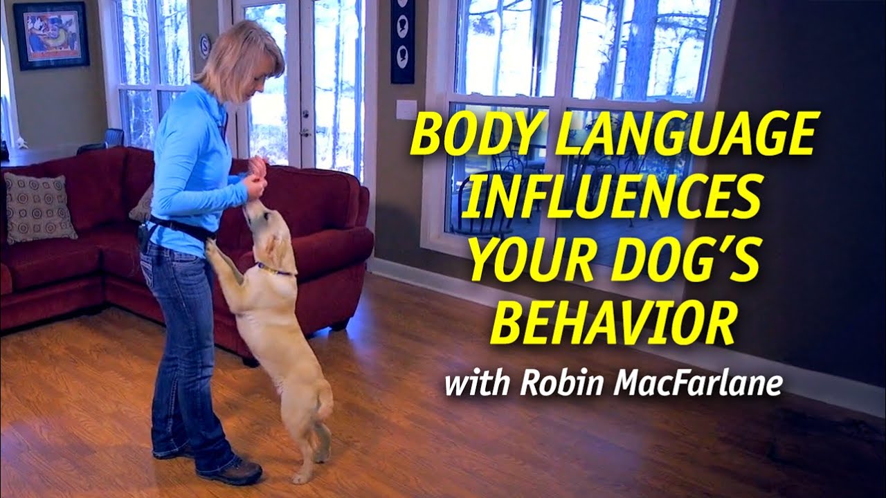 Body Language Influences Your Dog's Behavior