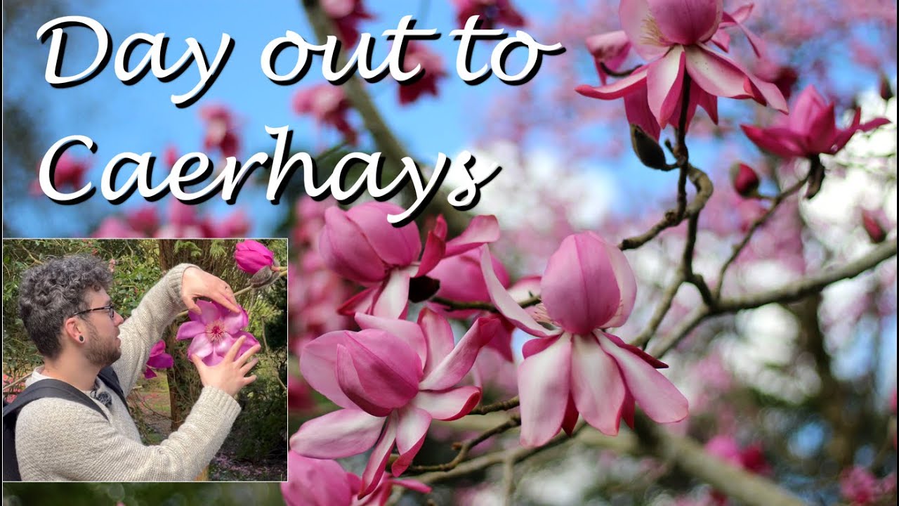 Caerhays Castle and Garden, Cornwall in March