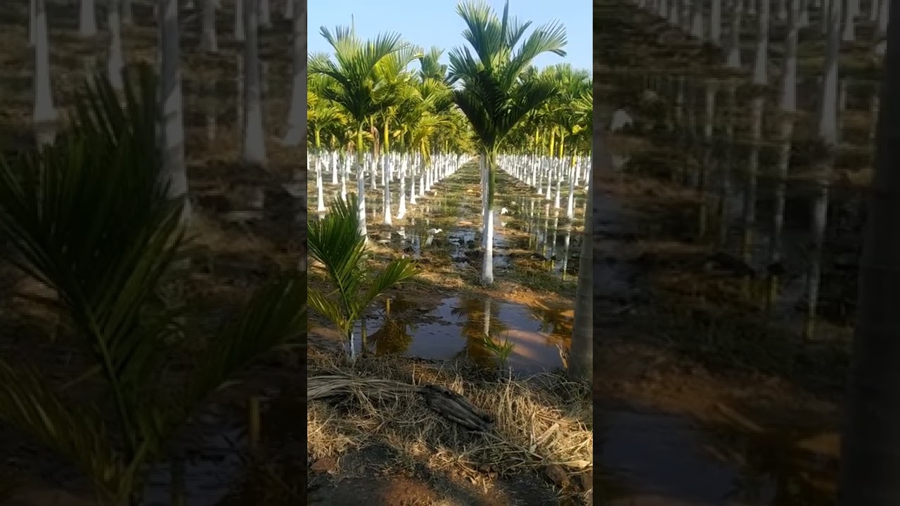 Watering Arecanut plantation || Arecanut || Betelnut #betelnut #adike #arecanut #plantation