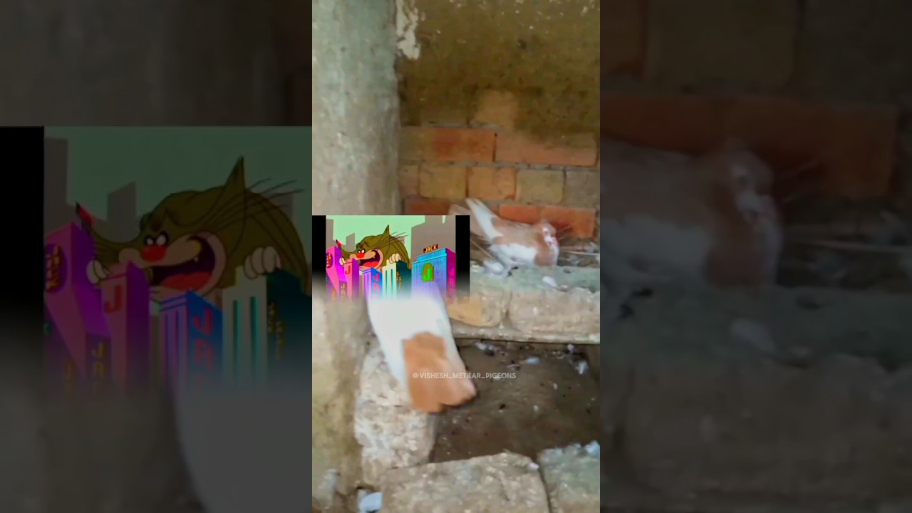 my new pigeons ❤️❤️#pigeon 🕊️#viral🙏 #youtube📷 #tag👈 #sohrts