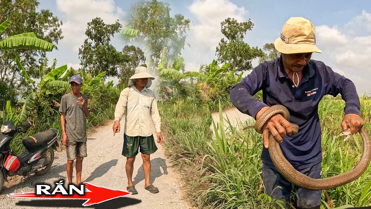 Con Rắn Lớn Đã Làm Nhiều Người Hoảng Sợ Khi Nó Băng Qua Đường | TGSB 