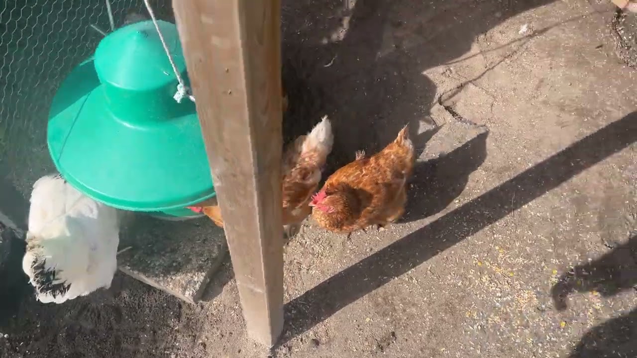 Korte Camera Kippen video over de buiten ren en de broedse kip op het nest.