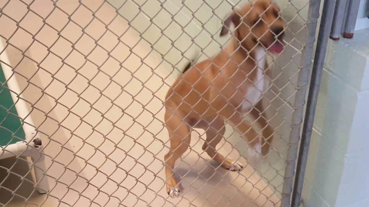 Dog Adoption Room 10/21/16