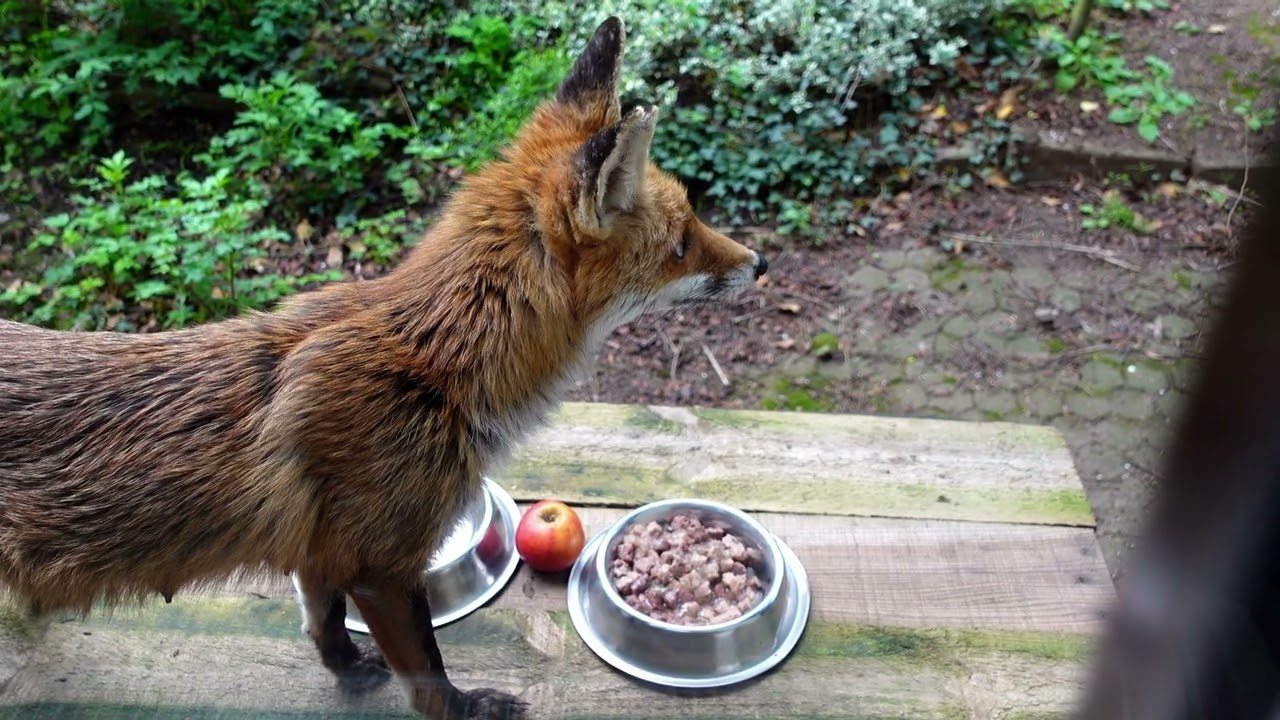 Fox gets some snacks 2