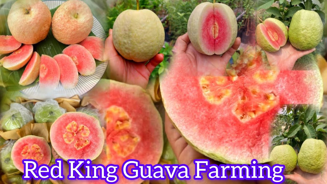 Original Red king Guava Plant Available ,,, High Temperature Main Number 1 Successful Varieties 
