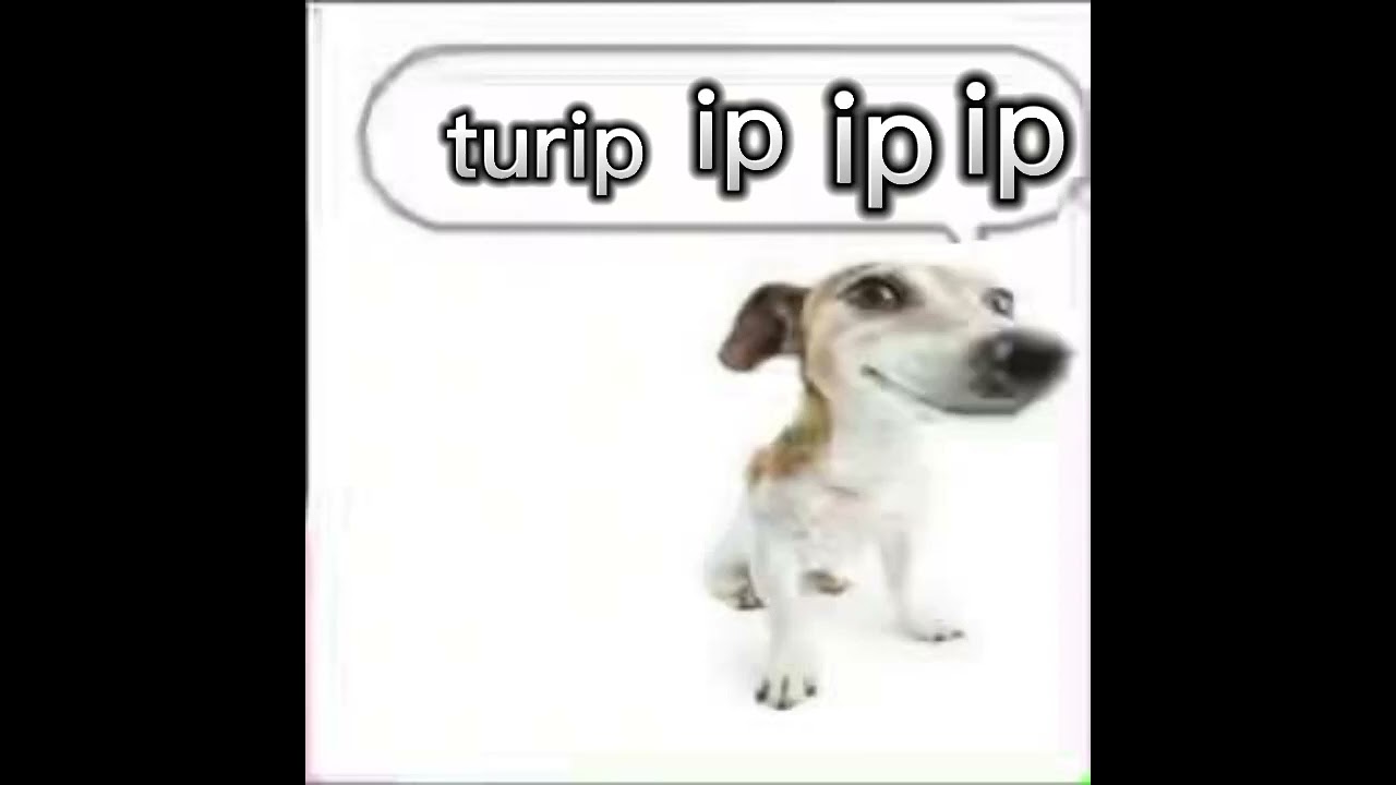 turip ip ip ip 