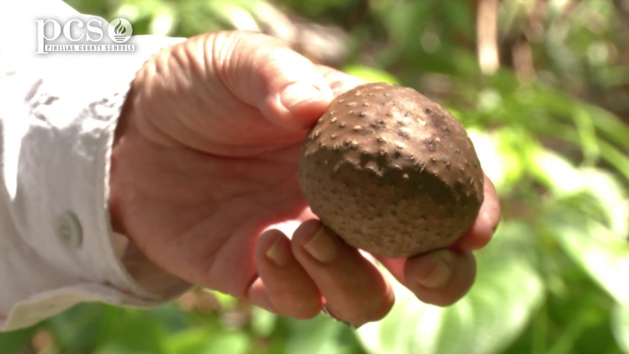 Learning about the Air Potato Vine on Life Science at a Social Distance