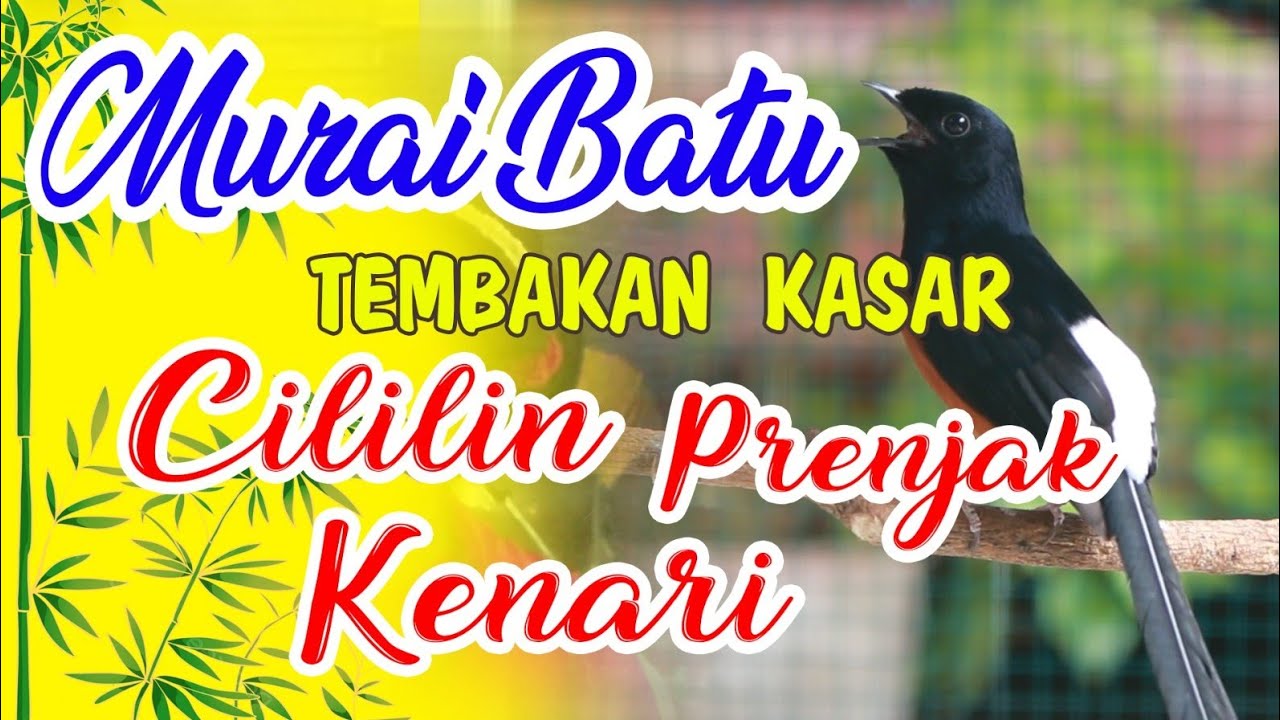 MASTERAN MURAIBATU FULL ISIAN MEWAH, TEMBAKAN KASAR KENARI CILILIN GACOR DOR BONGKAR ISIAN