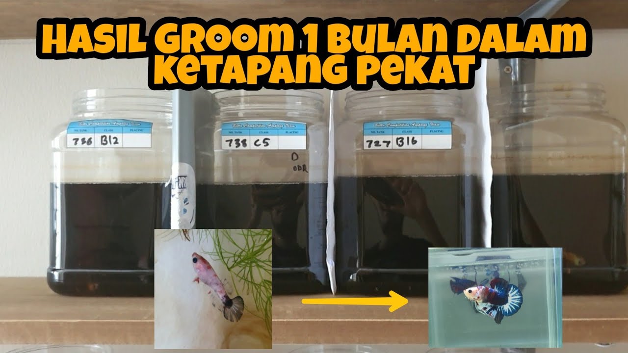 HASIL GROOM WARNA SELAMA 1 BULAN. FROM ZERO TO HERO😍