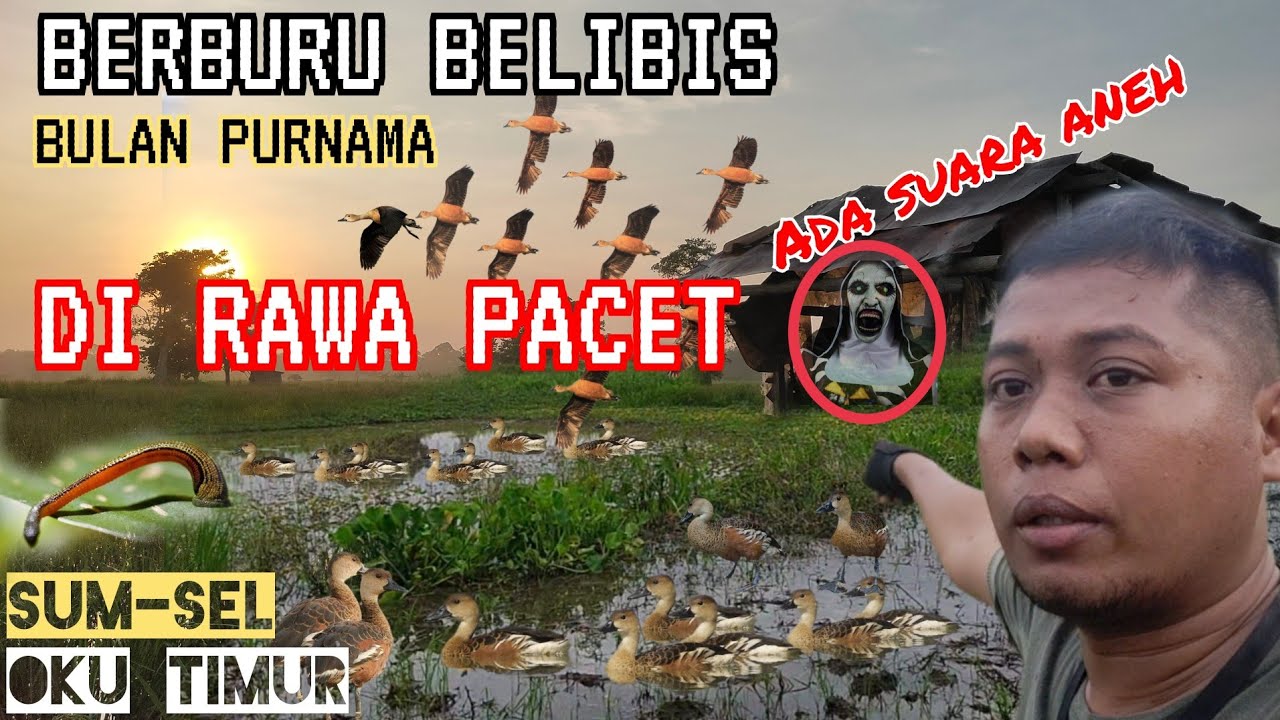 SUARA MENGERIKAN👹SAAT MENJARING BELIBIS❗DI BULAN PURNAMA || DUCK TRAPPING