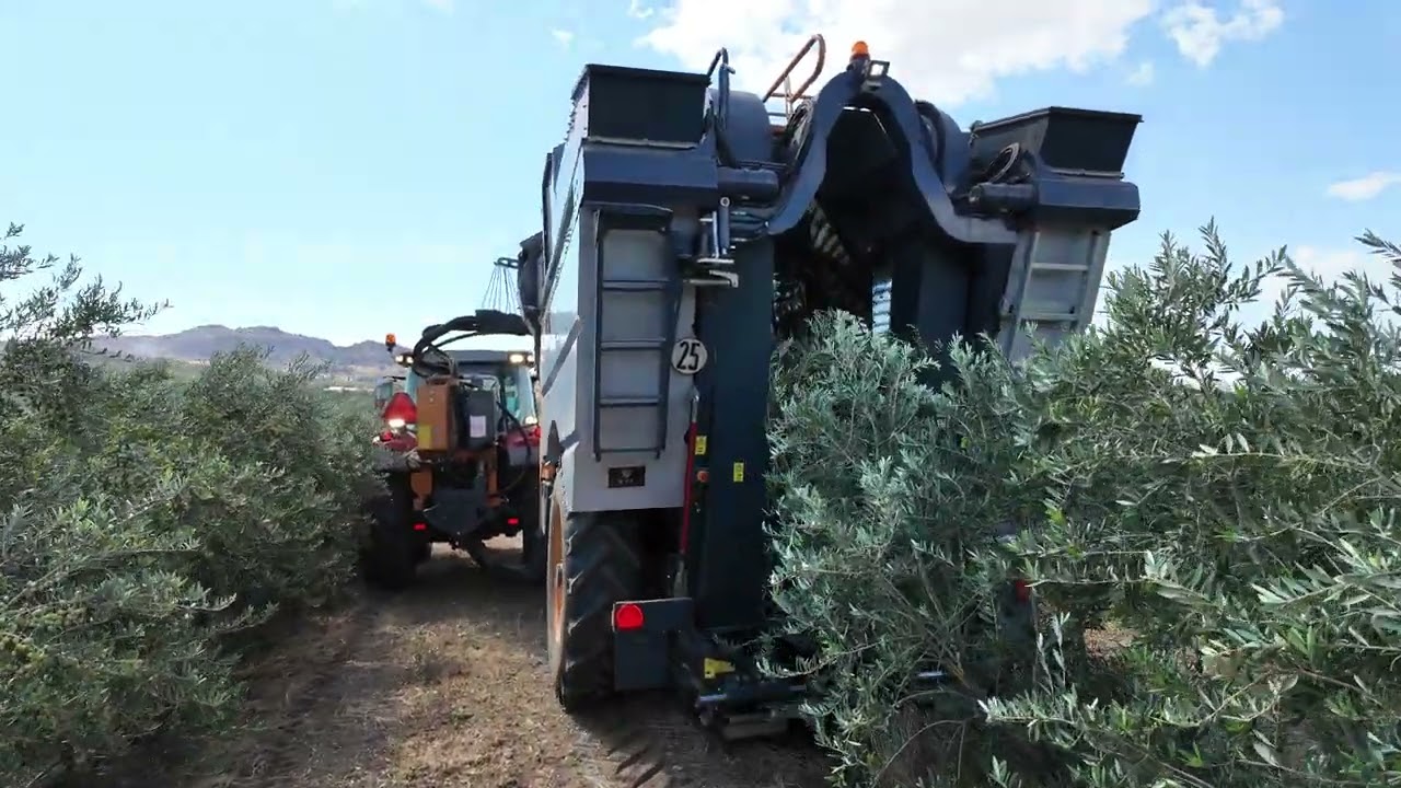 Pellenc CV 45 makineli hasatta, dal kırma ve ürün bırakma oluyor mu? #zeytin #olive #zeytinyağı