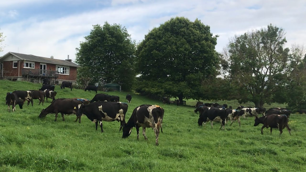 Growing our vegetables in a dairy farm|Planting to harvesting|New Zealand countryside