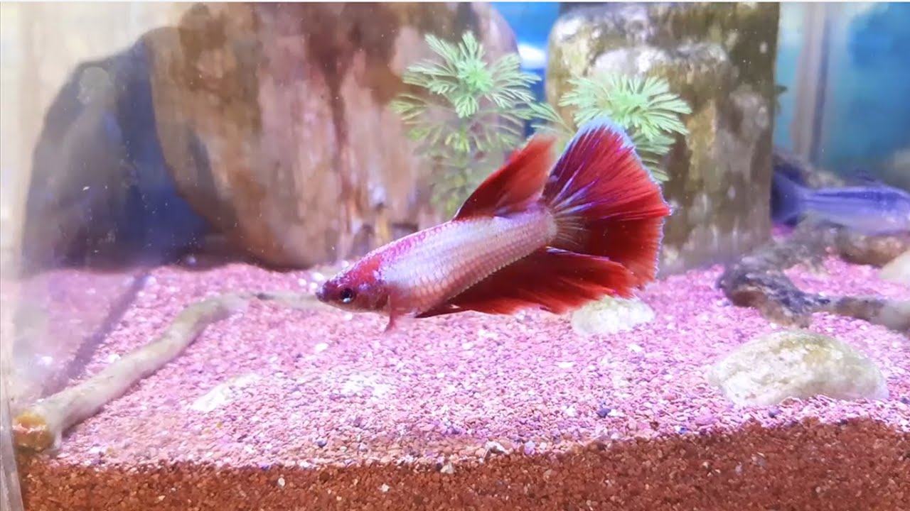 COMO RESPIRAN LOS PECES BETTA