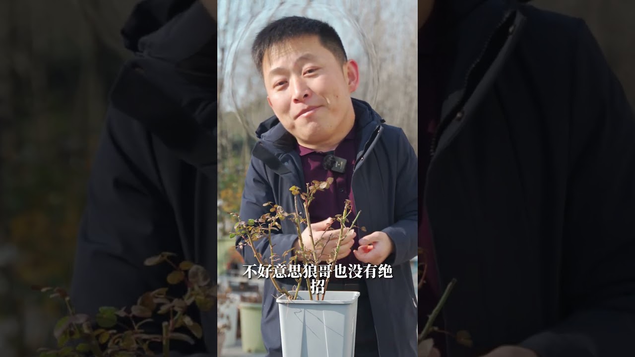 瑞典女王爱装树？一招冬剪让它乖乖爆花【天狼说月季】