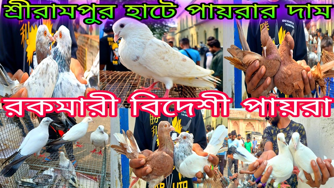 Serampore Pet Market Pigeon | Serampore Pet Market | Pigeon Price Update Serampore Market