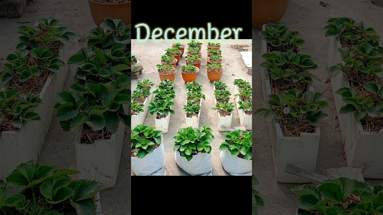 #Transition from Sept to Feb #Strawberry plant 🍓.. #Greenary