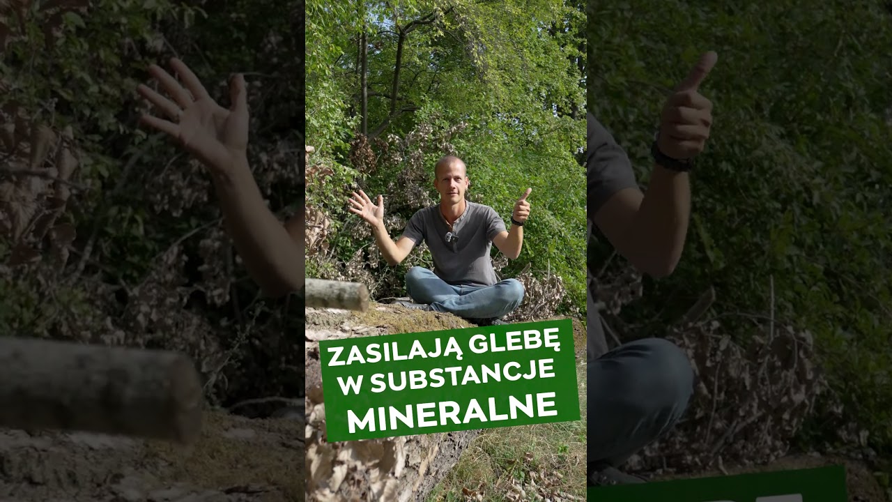 Leżące konary #zzw #park #drzewa