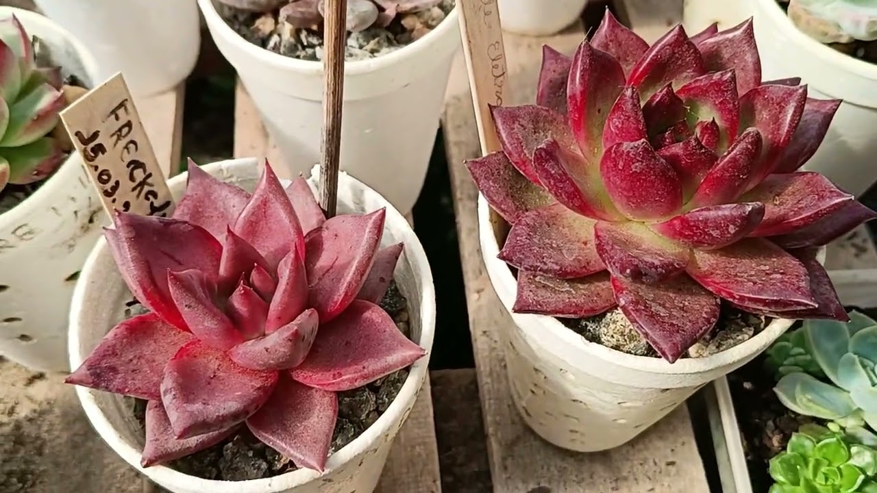 Como cultivo minhas agavoides no copinho de isopor 