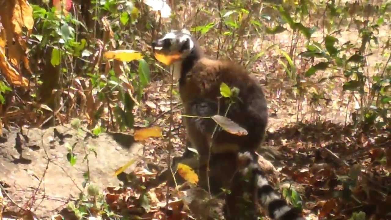 Anja Reserve, Madagascar