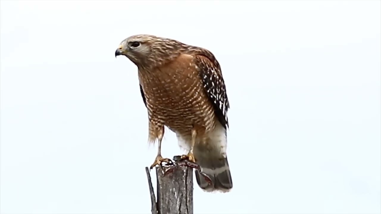 Red-shouldered Hawk- March 2020