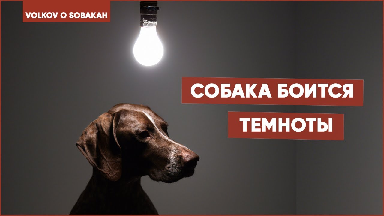 Собака боится темноты