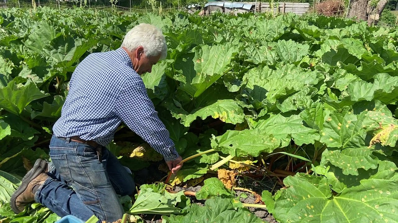 Rabarber oogsten, hoe doe je dat?
