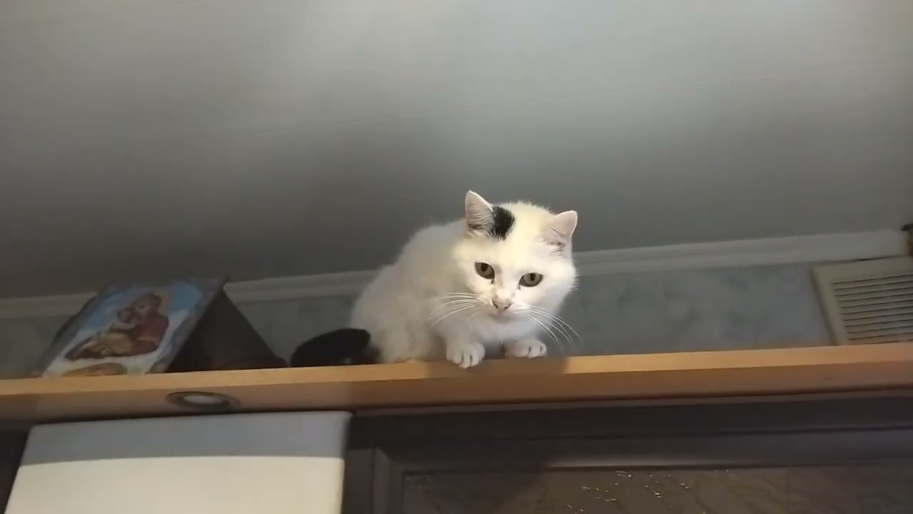 Cat Having Fun Because of Windy Weather