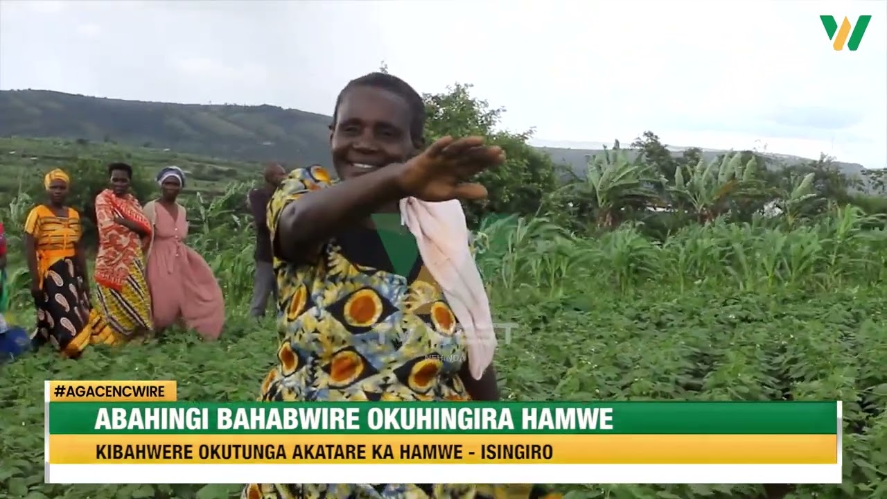 Agacencwire: Abahingi omuri Isingiro bahabwirwe kuhingira hamwe kuhwerwa omukutunga akatare