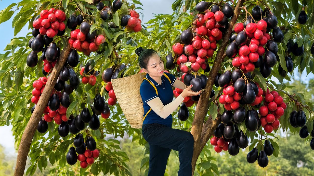 FULL VIDEO: Harvesting Many Fruits & Root Crops from Forest to Rural Market | Simple Rural Girl Life