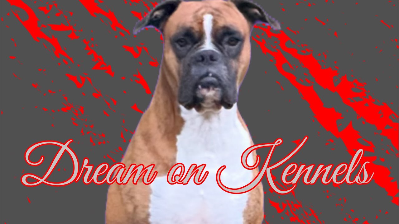 Week 8 Puppy 🐶 Update!! #puppy #dog #happy #pets #fun #funny #doglife #boxer #animals #cute #love 