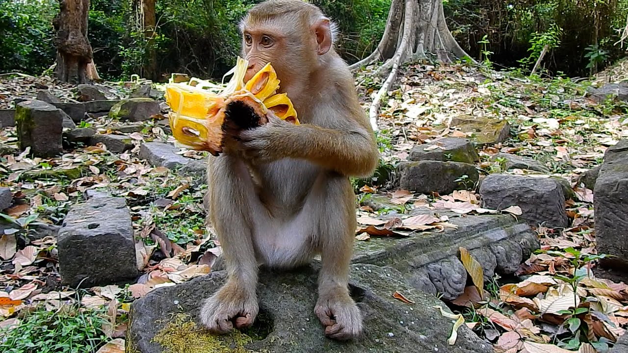 Very Tasty Jack-Fruit! Monkey Lucie Takes Them To Eat Happily | @BuBuMonkeyTV