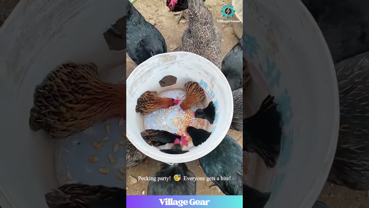 This DIY Chicken Feeder is CLUCKING Awesome! 🐔💸 Bucket Hack FTW! 
