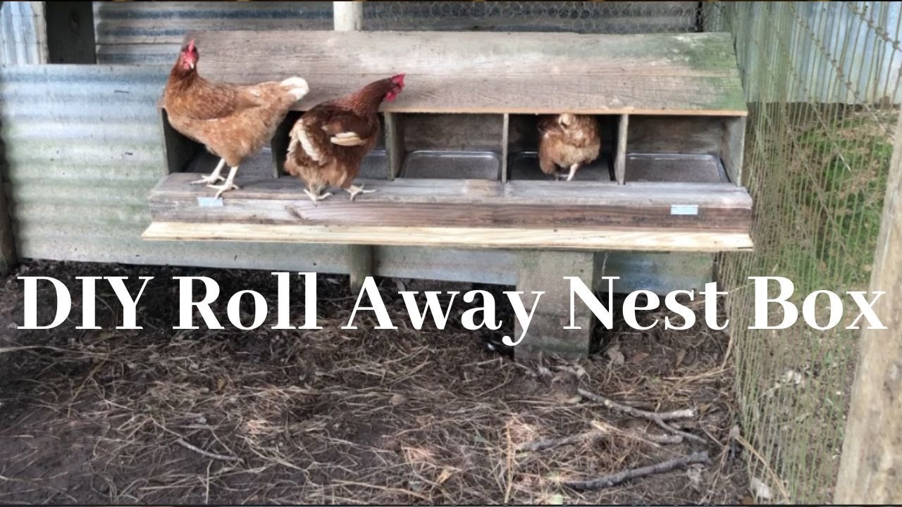 Changing Our Old Nest Box Into A Roll Away Nest Box