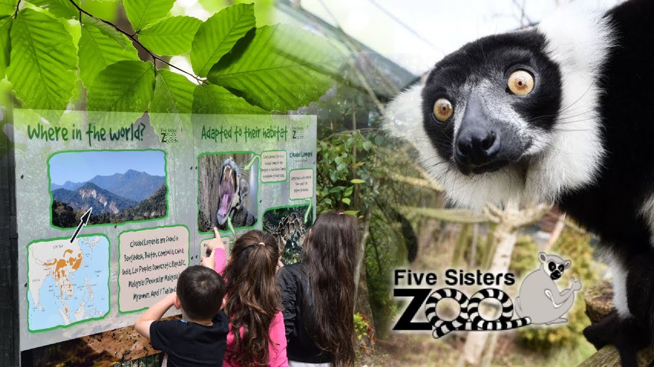 VLOG : Visit Five Sisters Zoo in Scotland #visitscotland #rescueanimals