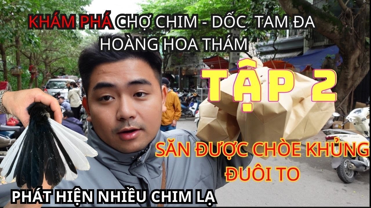 SĂN ĐƯỢC chòe than ĐUÔI TO - KHÁM PHÁ chợ chim HOÀNG HOA THÁM (TẬP 2)