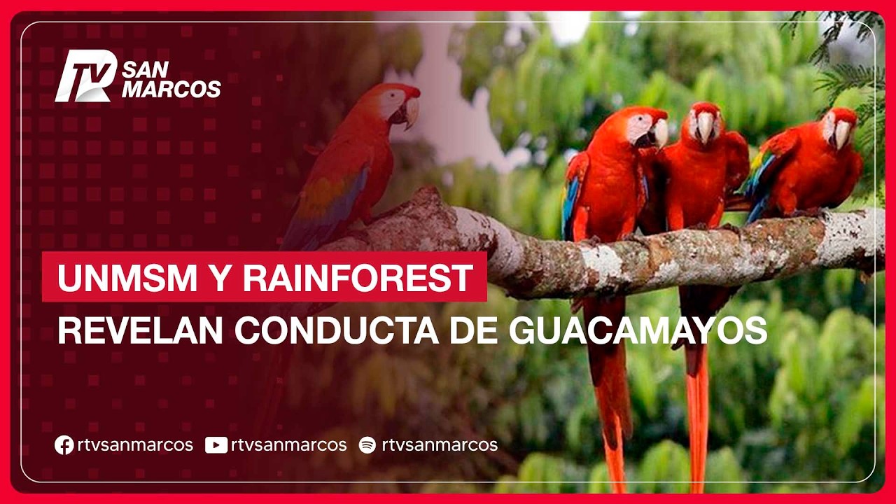 #UNMSM #INFORME: SANMARQUINOS REGISTRAN CONDUCTA PARENTAL DEL GUACAMAYO ROJO Y VERDE