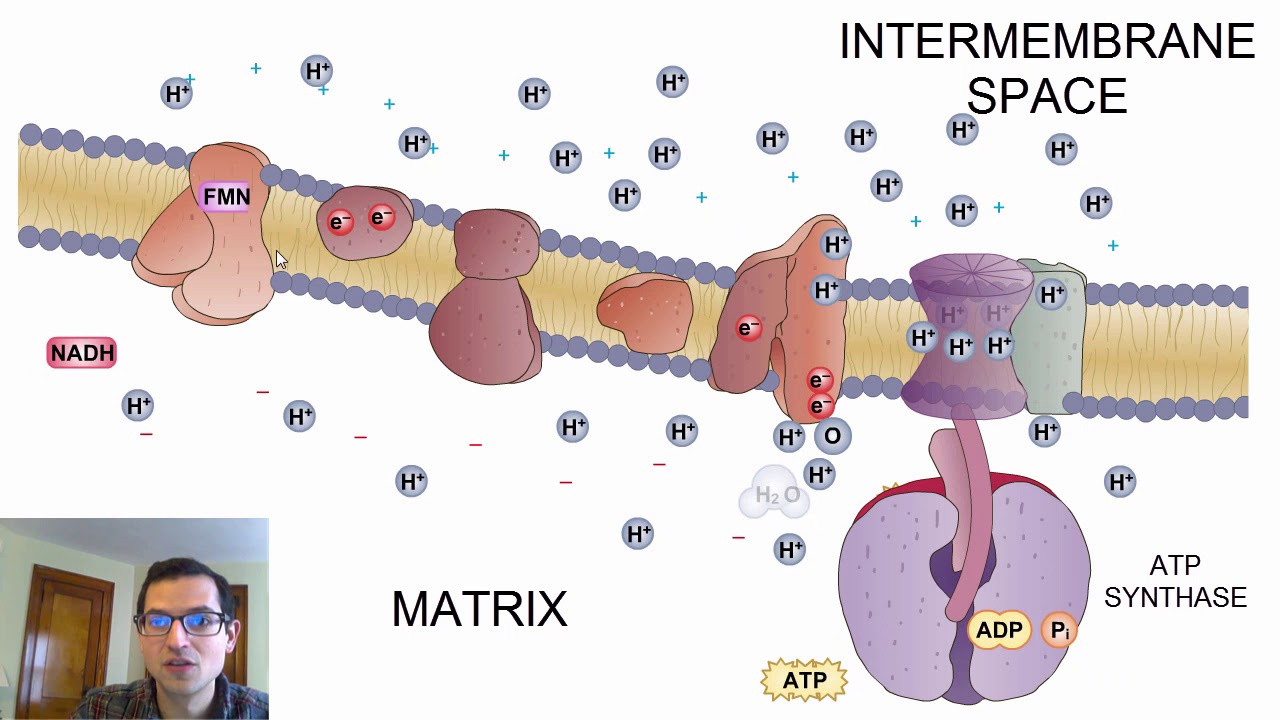 Generating the Proton Gradient: The Electron Transport Chain (Cellular Energetics #2)