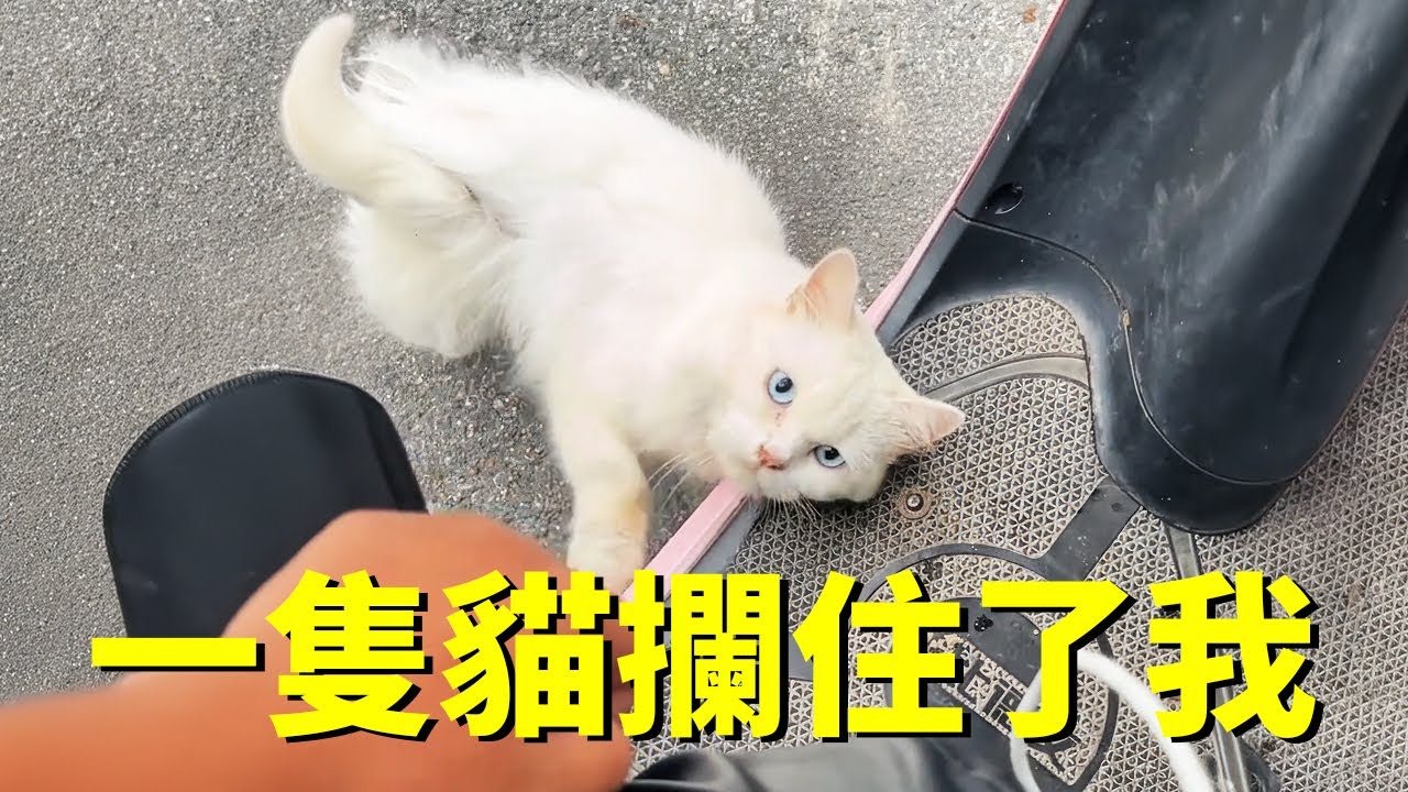 我連自己都養不活，還收養了一隻流浪貓