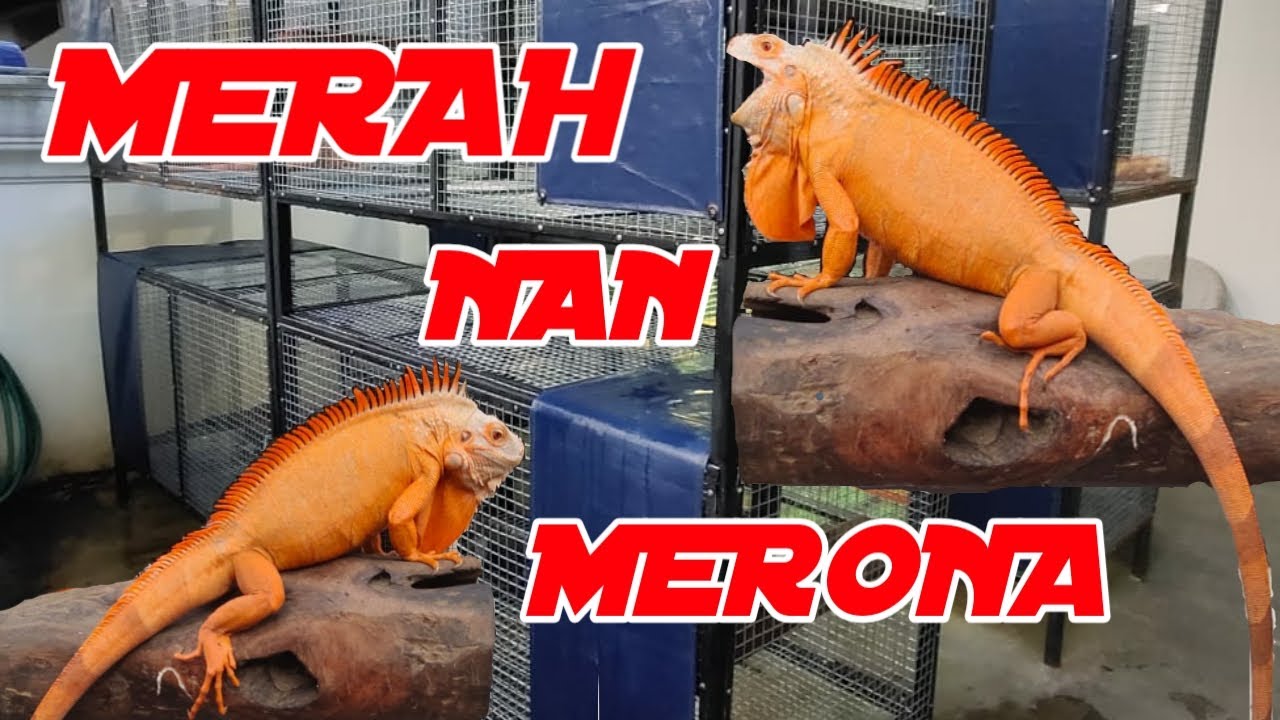 Keunikan Iguana Morph Hypo