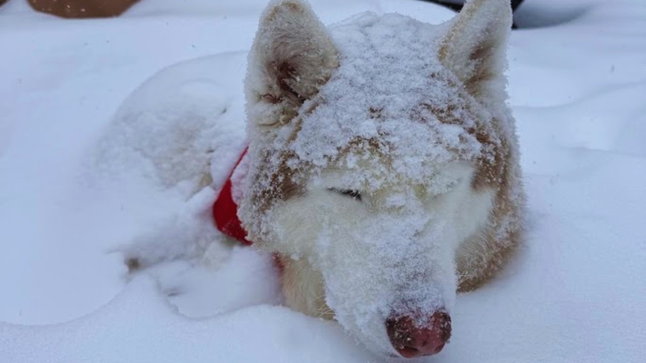 Huskies in the Snow Compilation #husky