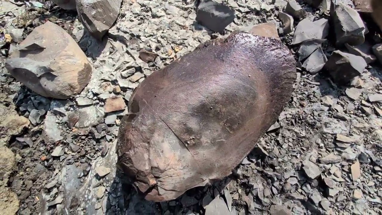 Fossil hunting on Vancouver island: ammonite find!