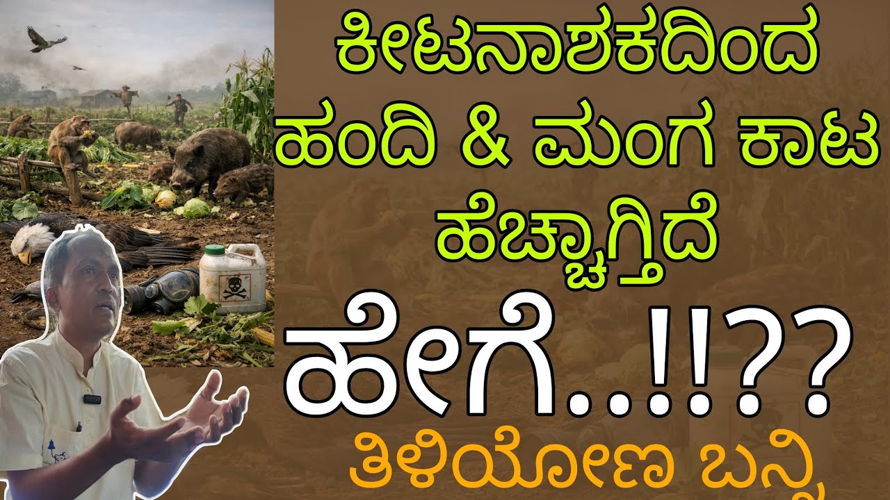 ನಾವು ಬಳಸುವ ಕೀಟನಾಶಕಗಳಿಂದ ಹಂದಿ ಮತ್ತು ಮಂಗಗಳ ಕಾಟ ಹೆಚ್ಚಾಗಿದೆ..! || ಶ್ರೀ ಮಲ್ಲಿನಾಥ ಹೇಮಾಡಿ ||