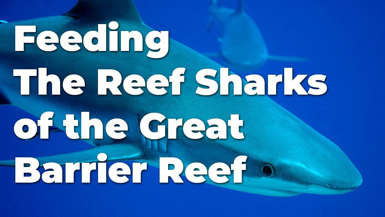 Feeding The Reef Sharks of the Great Barrier Reef #shark #greatbarrierreef #scuba