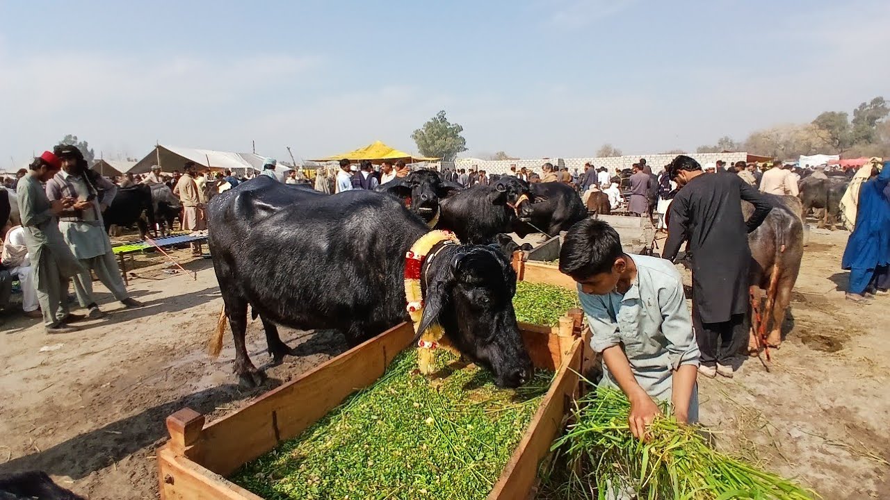 Latest Update Gujrat Mandi | Buffalo Mandi Pakistan | TopClass Buffalo #mandi #gujratmandi