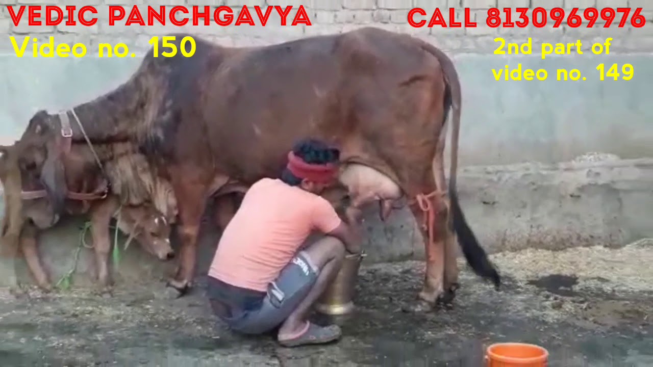 (150) Sahiwal cow # SOLD OUT# Milking on 23/3/19 at 6:30 PM # Part 2# 15 Litre milk