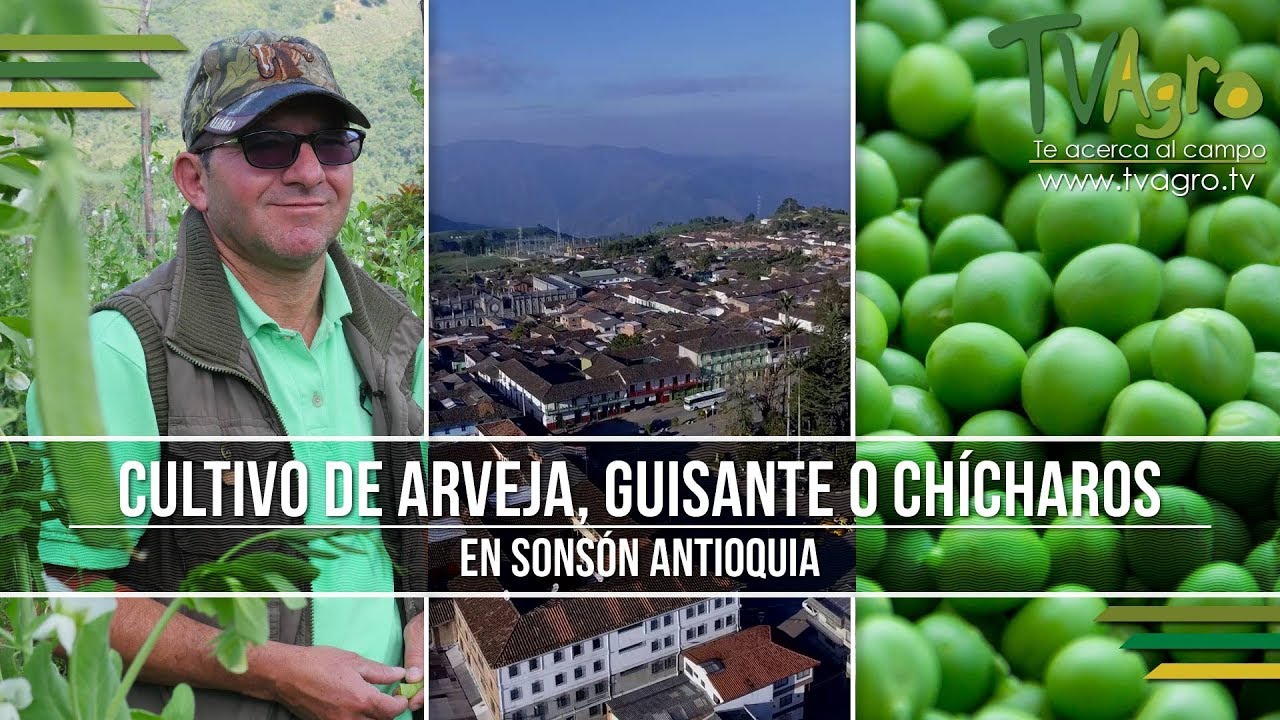 Cultivo de Arveja, Guisante o Chícharos en Sonsón Antioquia - TvAgro por Juan Gonzalo Angel