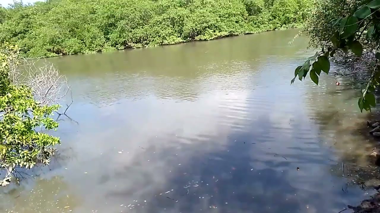 SÍTIO COM 18 HECTARES NA BEIRA DA MARÉ PRA FAZER VIVEIRO DE PEIXE GOIANA PERNAMBUCO ZAP 81984190357