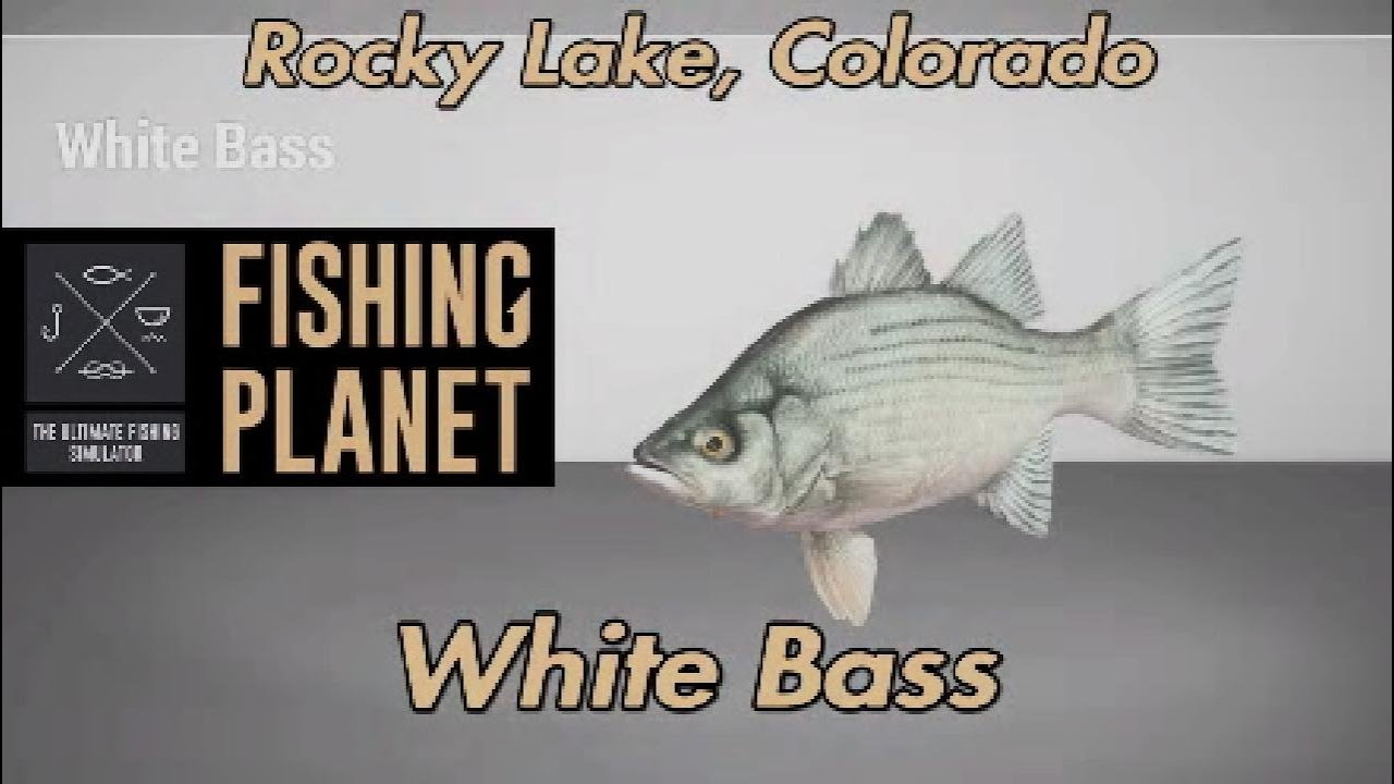 White Bass Rocky Lake Colorado Fishing Planet Guide